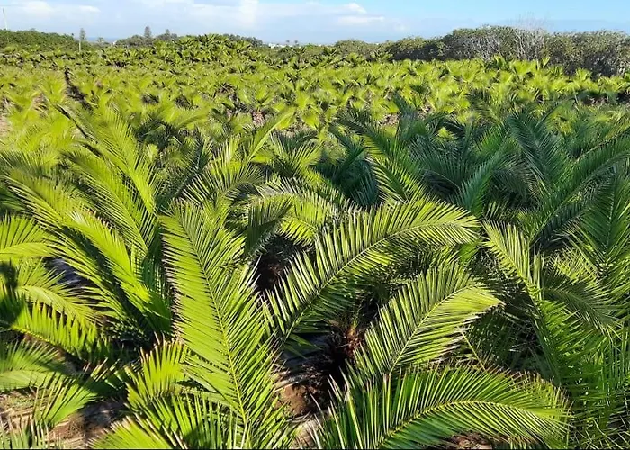 Palmeraie Skhirat 2